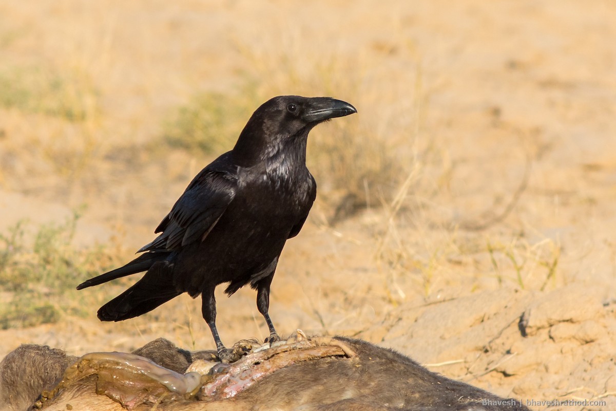 Common Raven - ML234115181
