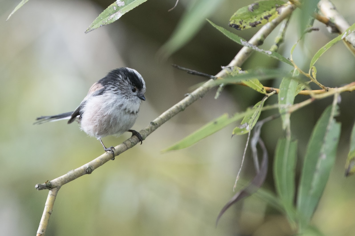 Long-tailed Tit - Simon Colenutt