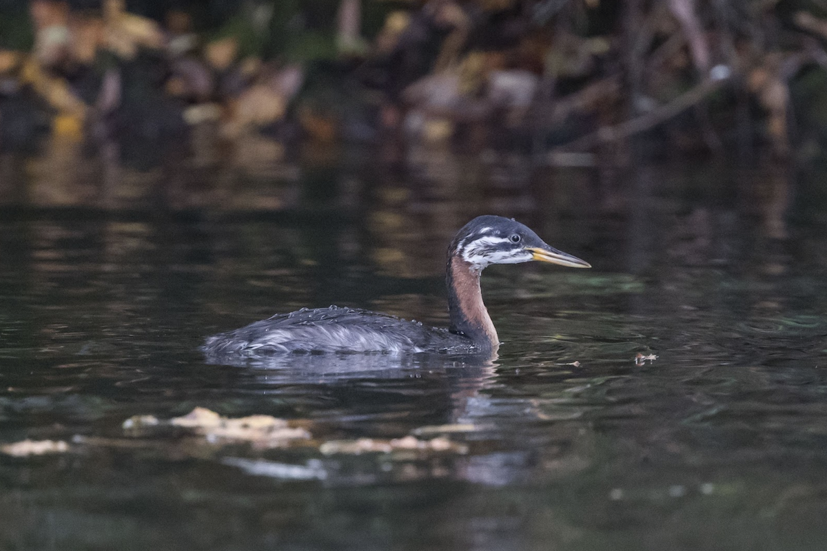 アカエリカイツブリ - ML234115851