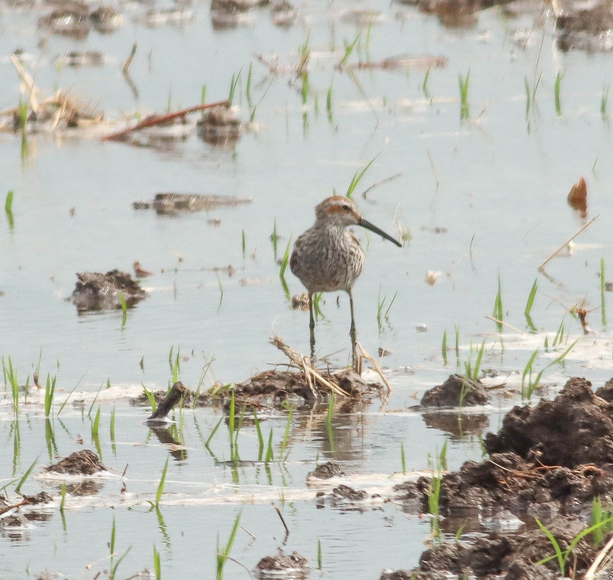 Stilt Sandpiper - Colette Micallef