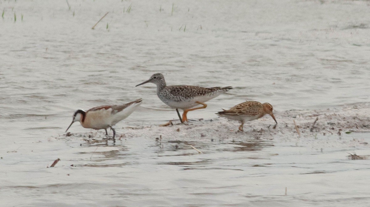 Wilson's Phalarope - ML234116621