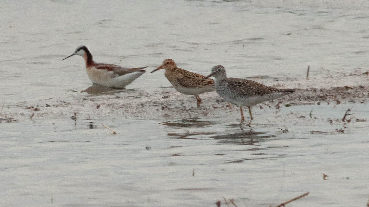 Wilson's Phalarope - ML234116631