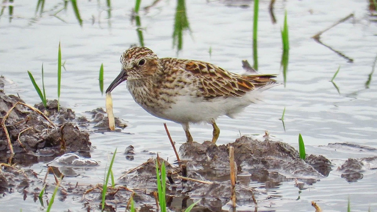 Wiesenstrandläufer - ML234116731