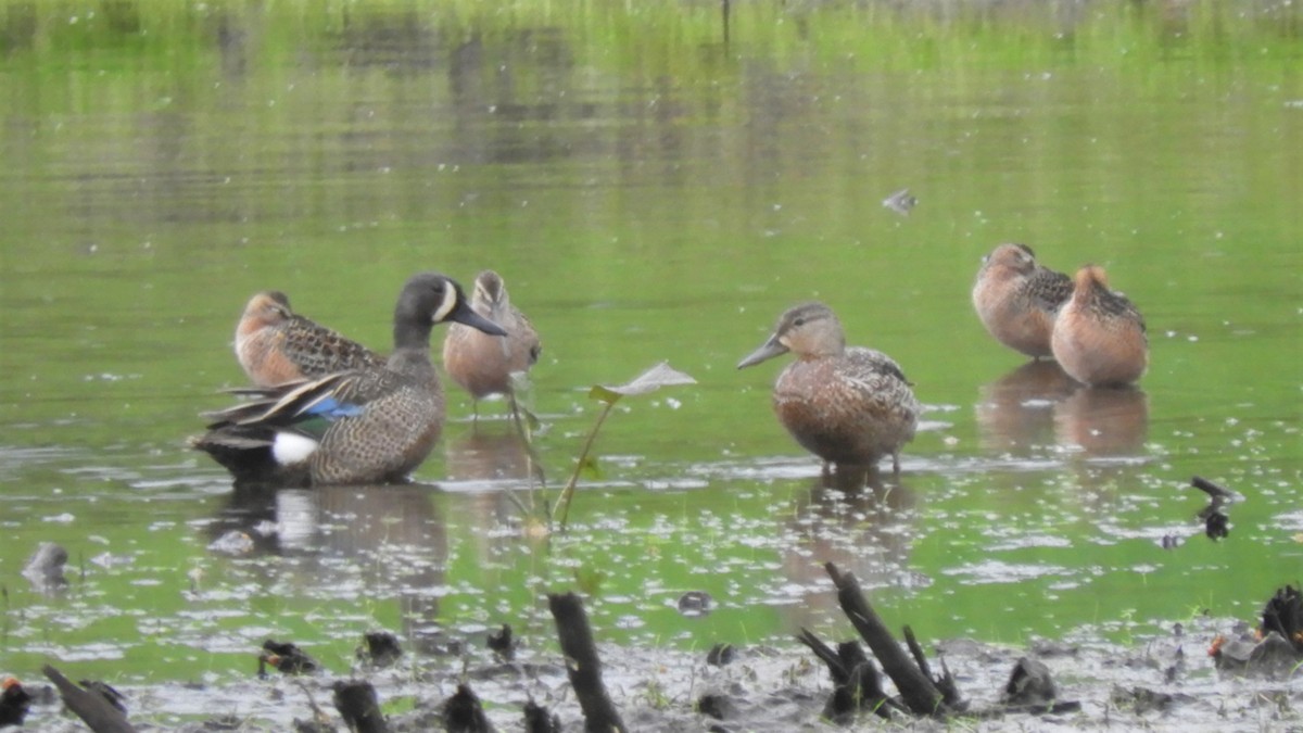 Blue-winged Teal - ML234117071