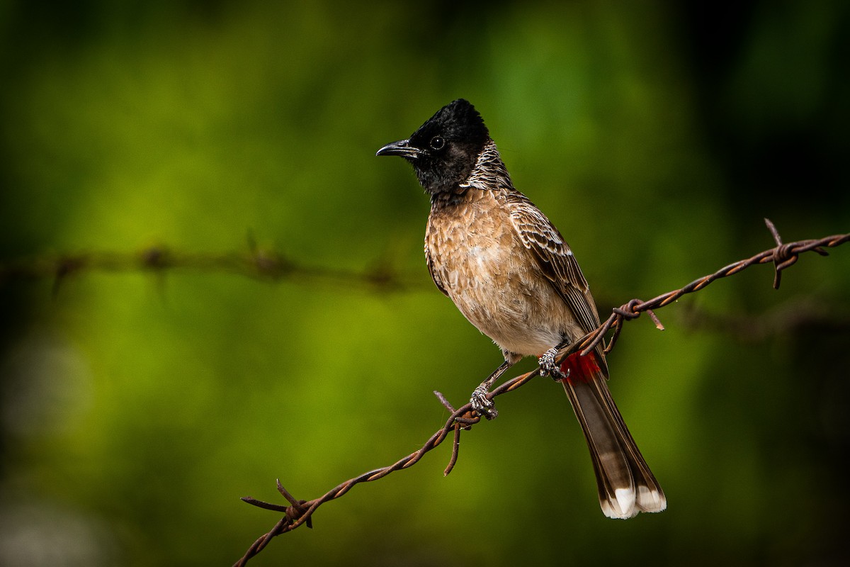 Red-vented Bulbul - Vijayaditya Singh Rathore