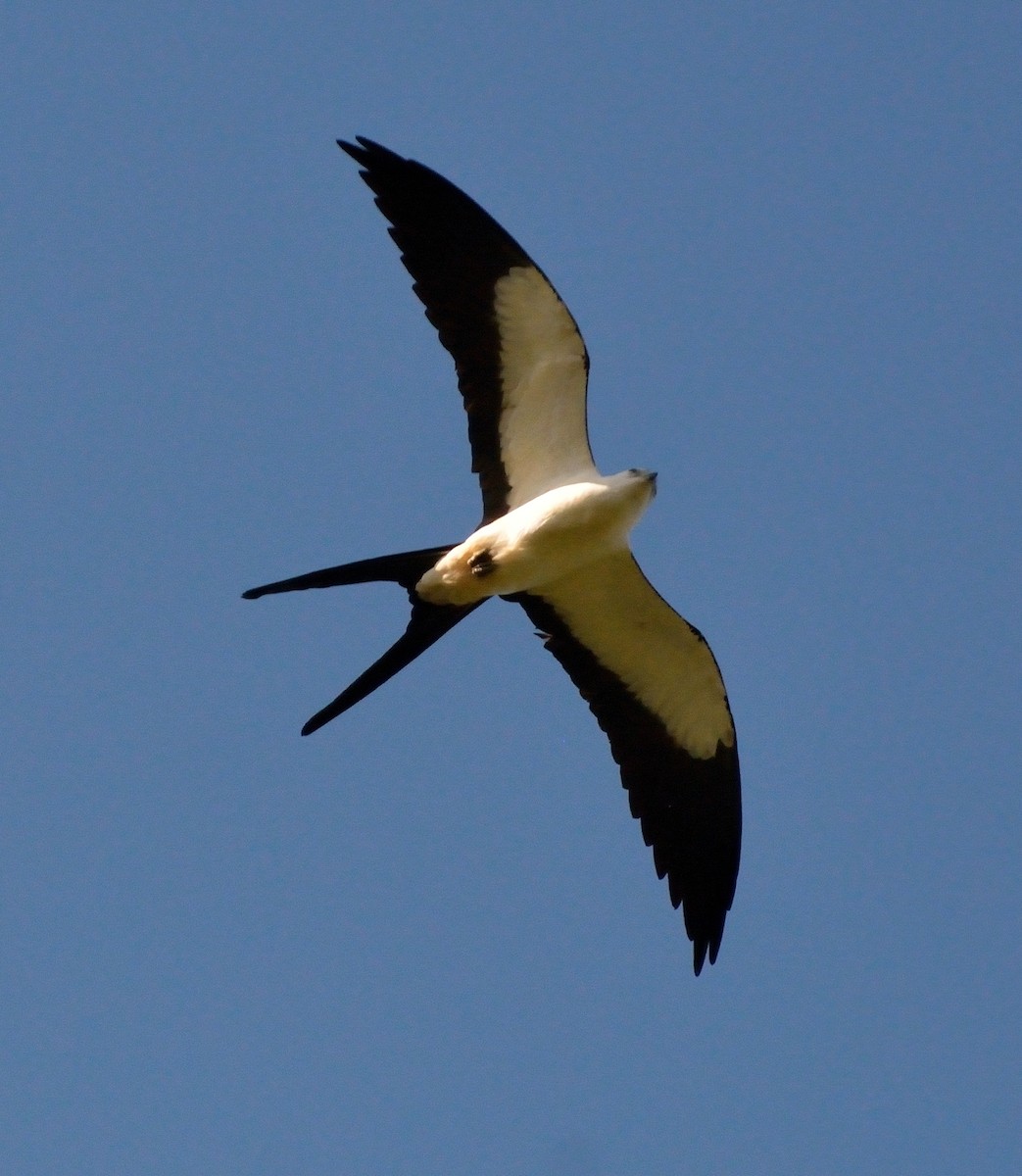 Swallow-tailed Kite - ML234119261