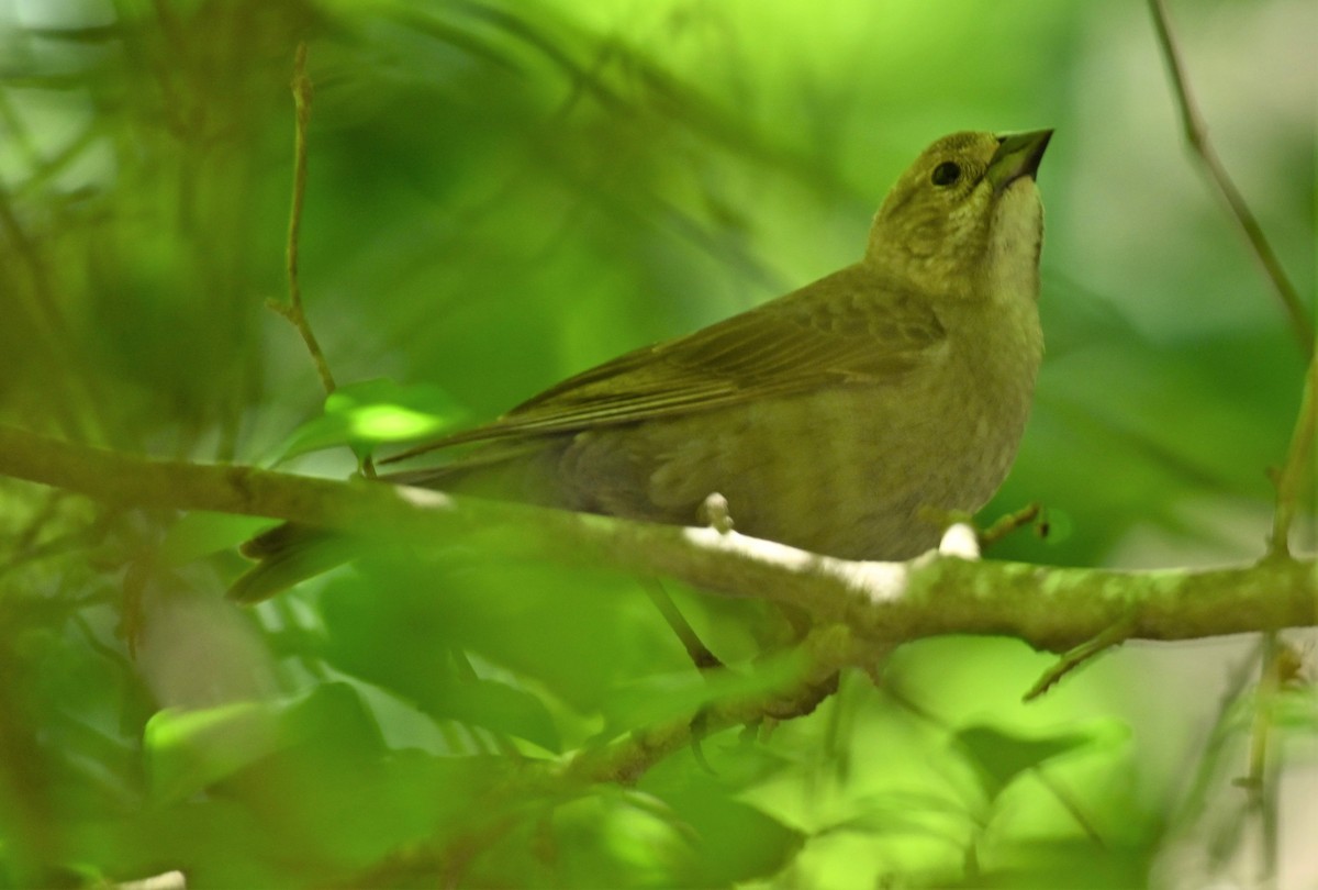 Brown-headed Cowbird - ML234120631