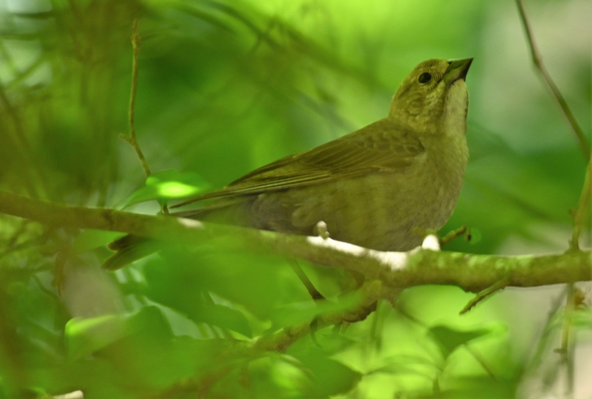 Brown-headed Cowbird - ML234120631