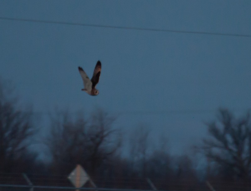 Short-eared Owl - Mike Bouman