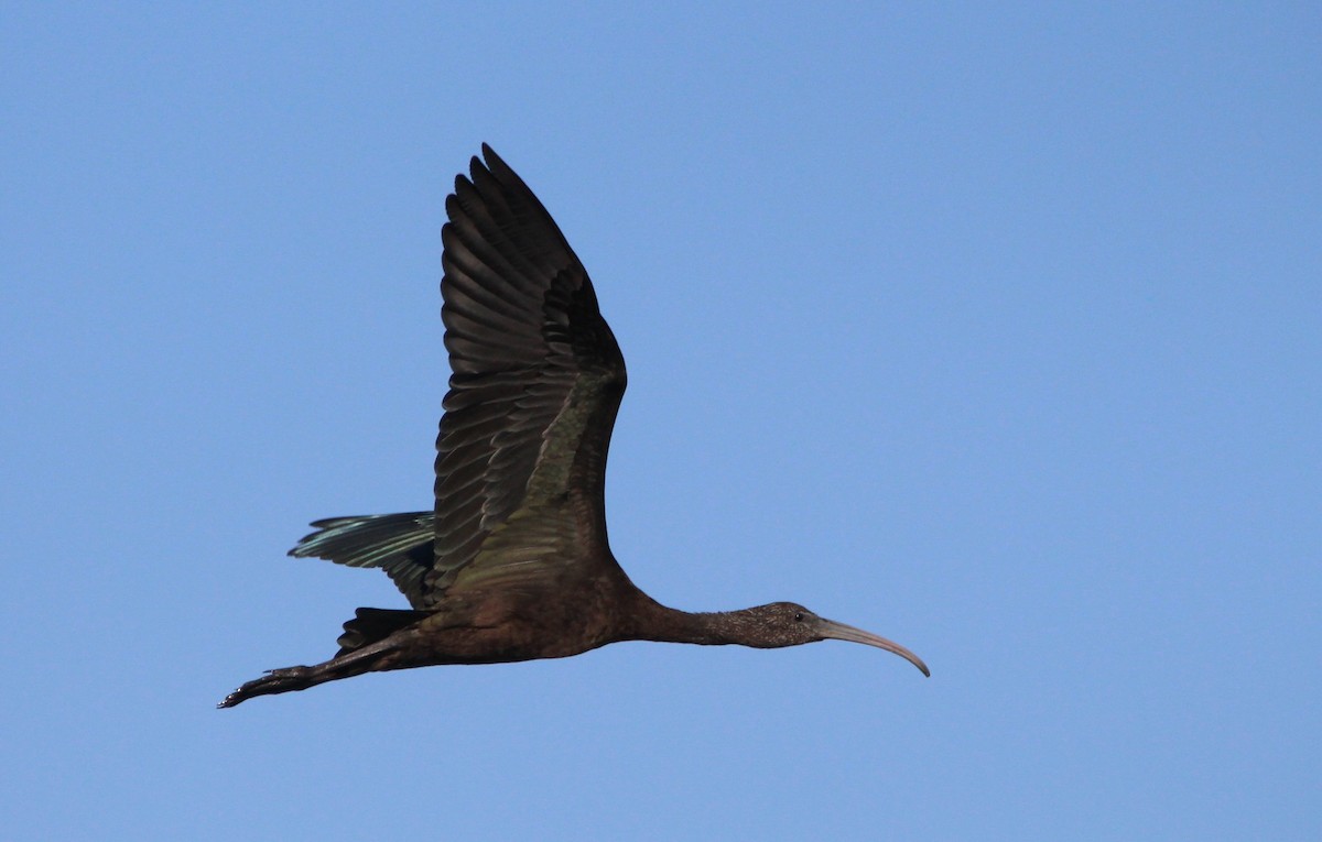 ibis hnědý - ML234121191
