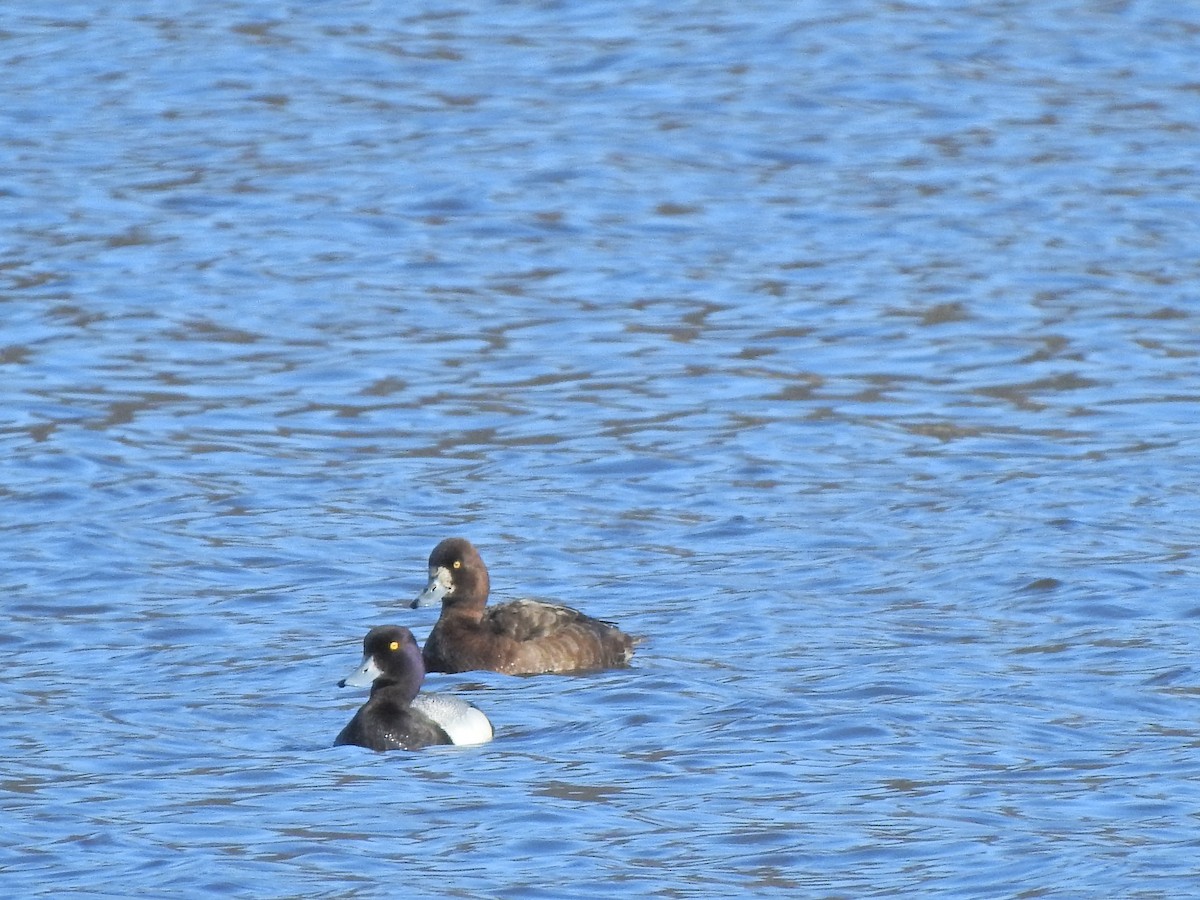 Greater Scaup - ML234121721