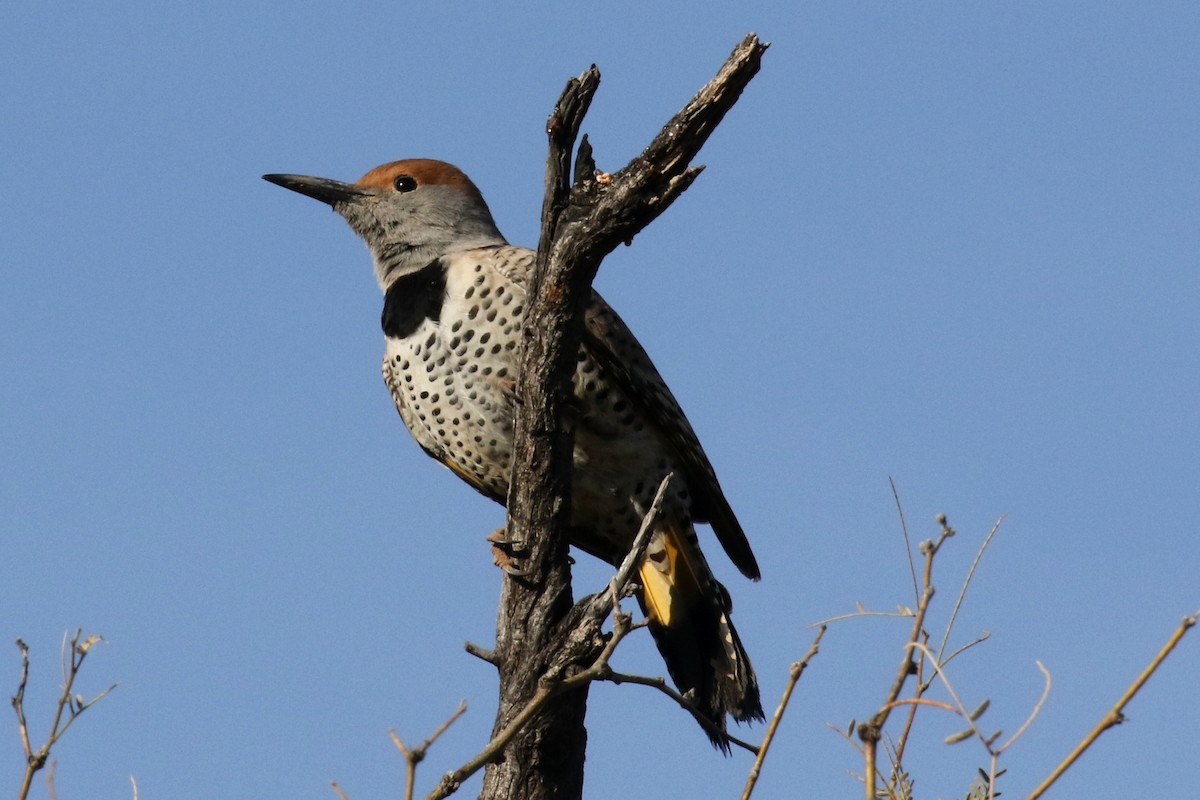 Gilded Flicker - Lindsay Story