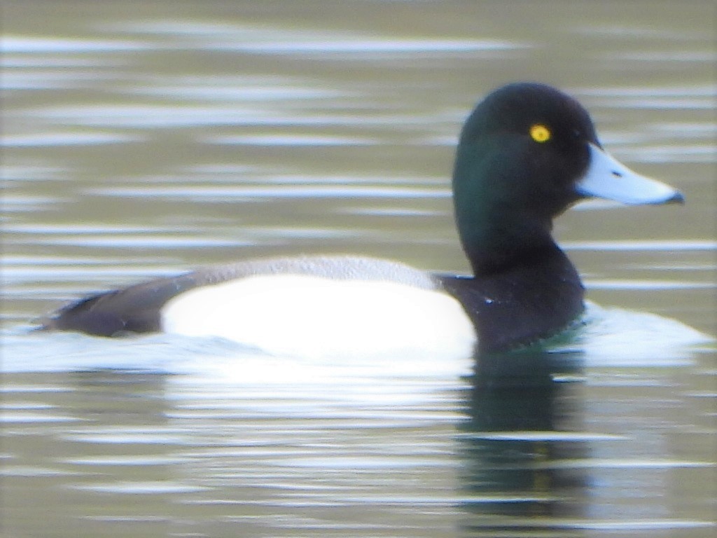 Greater Scaup - ML234121901