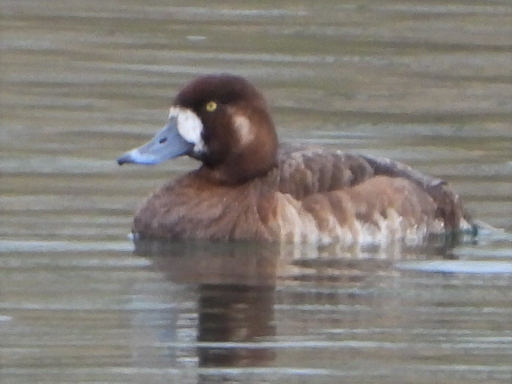 Greater Scaup - ML234121911