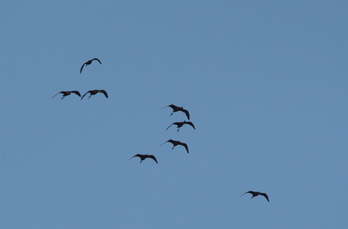 ibis hnědý - ML234125851