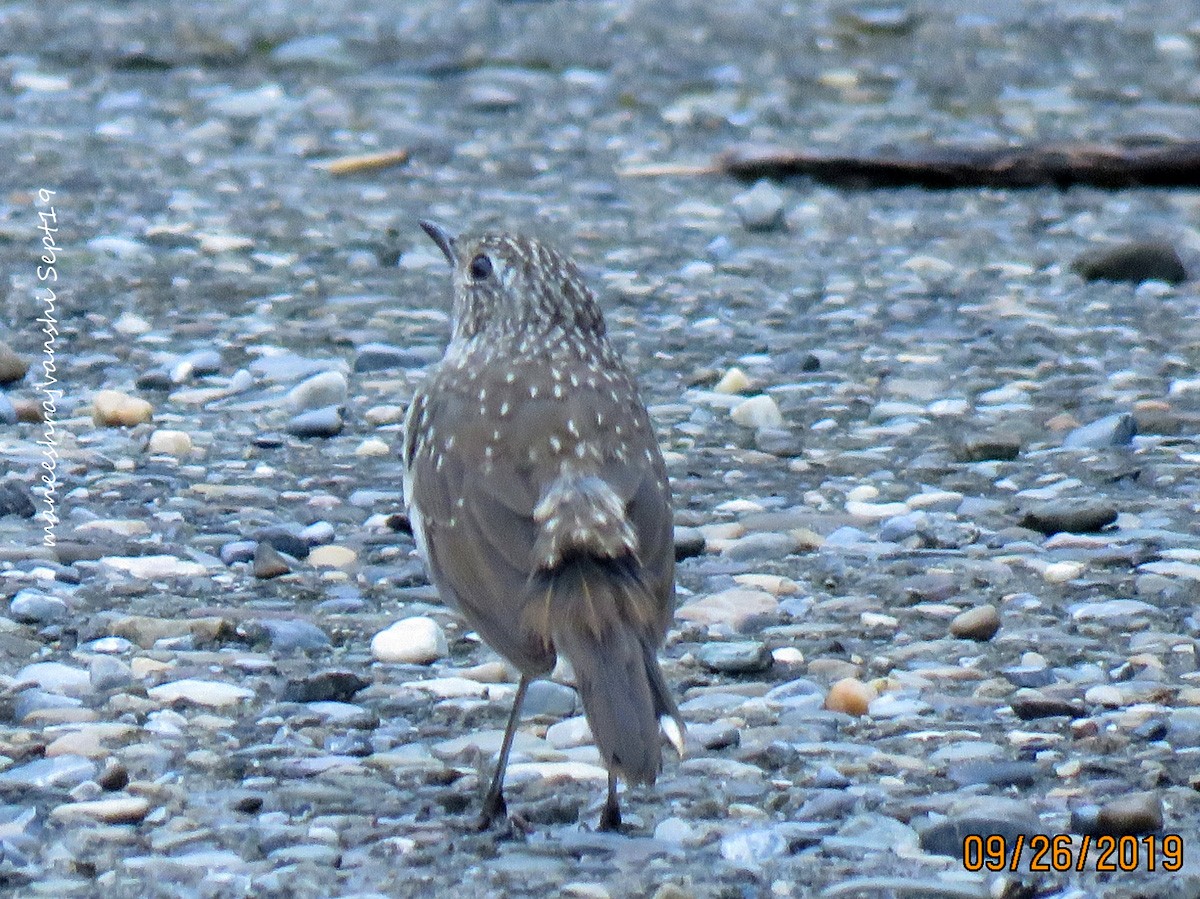Himalayan/Chinese Rubythroat (White-tailed Rubythroat) - ML234126211