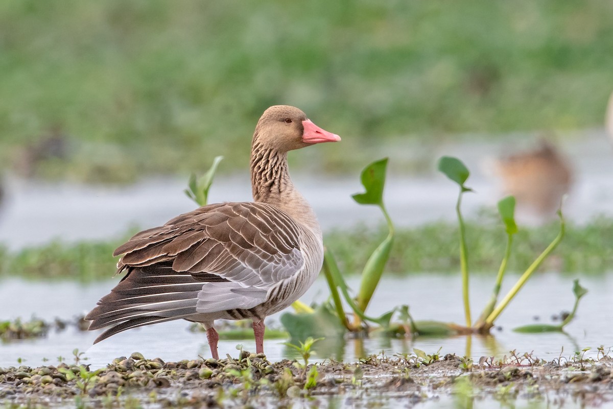 Graylag Goose - Aseem Kothiala