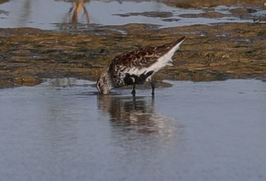 Alpenstrandläufer - ML234127521