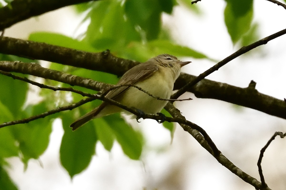 Eastern Warbling Vireo - Jack Verdin