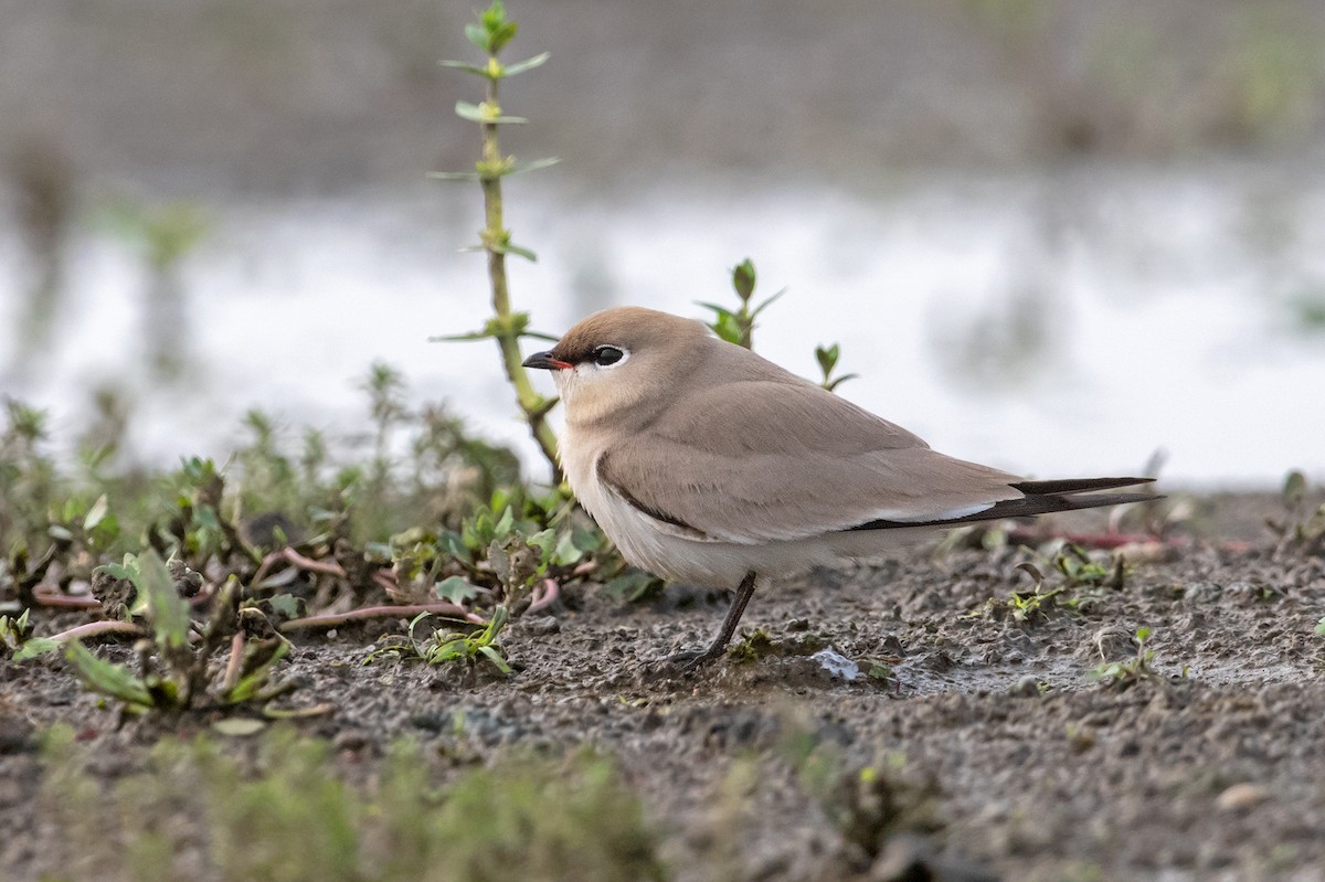 Small Pratincole - ML234127841