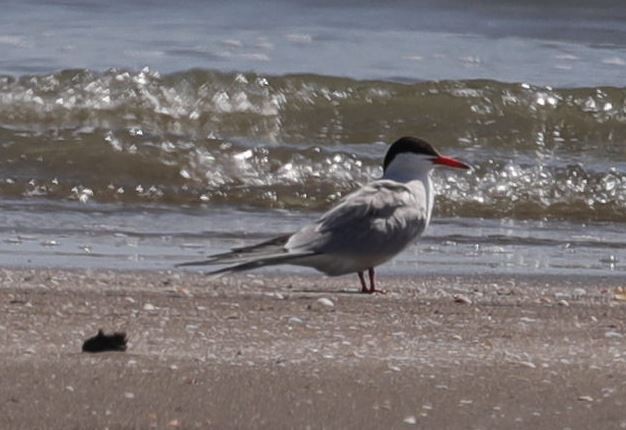 Common Tern - ML234127871