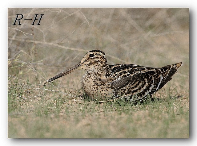 Great Snipe - ML23412861