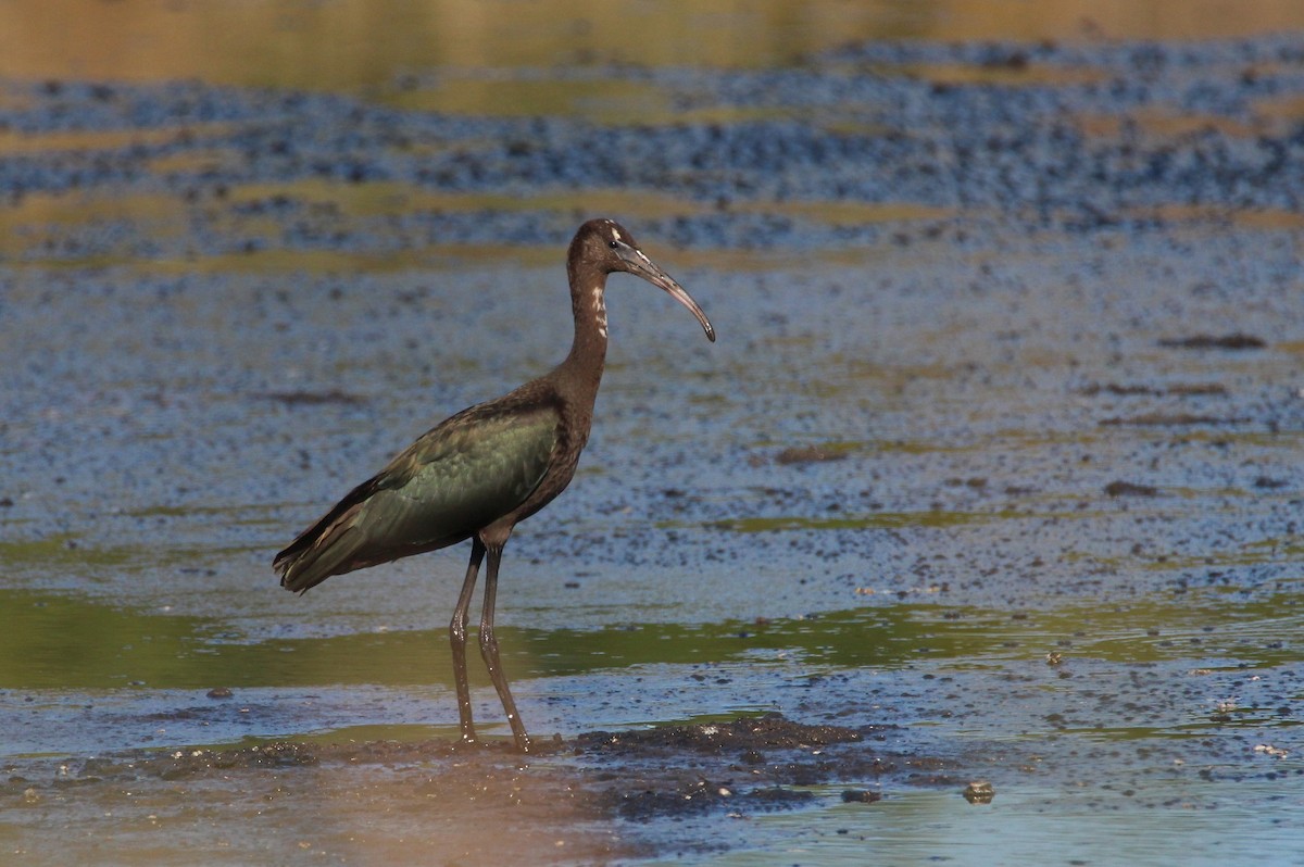 Glossy Ibis - Nelson Fonseca