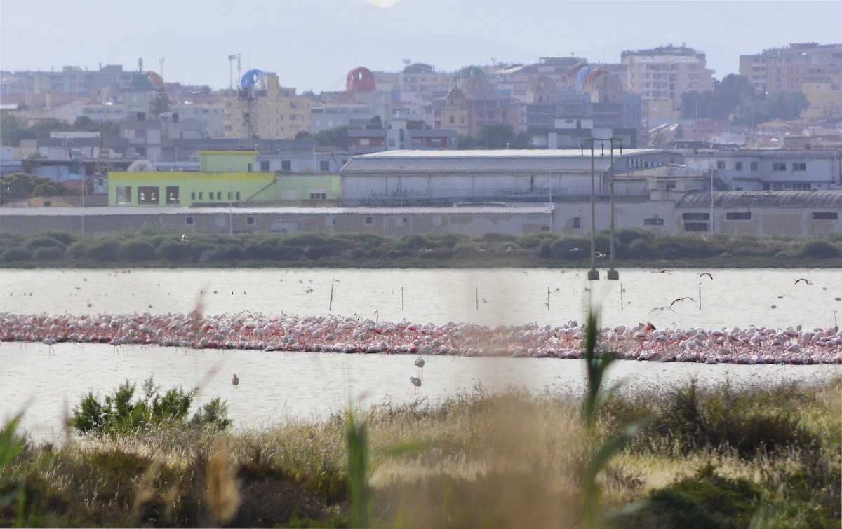 Greater Flamingo - Lorenzo Cocco