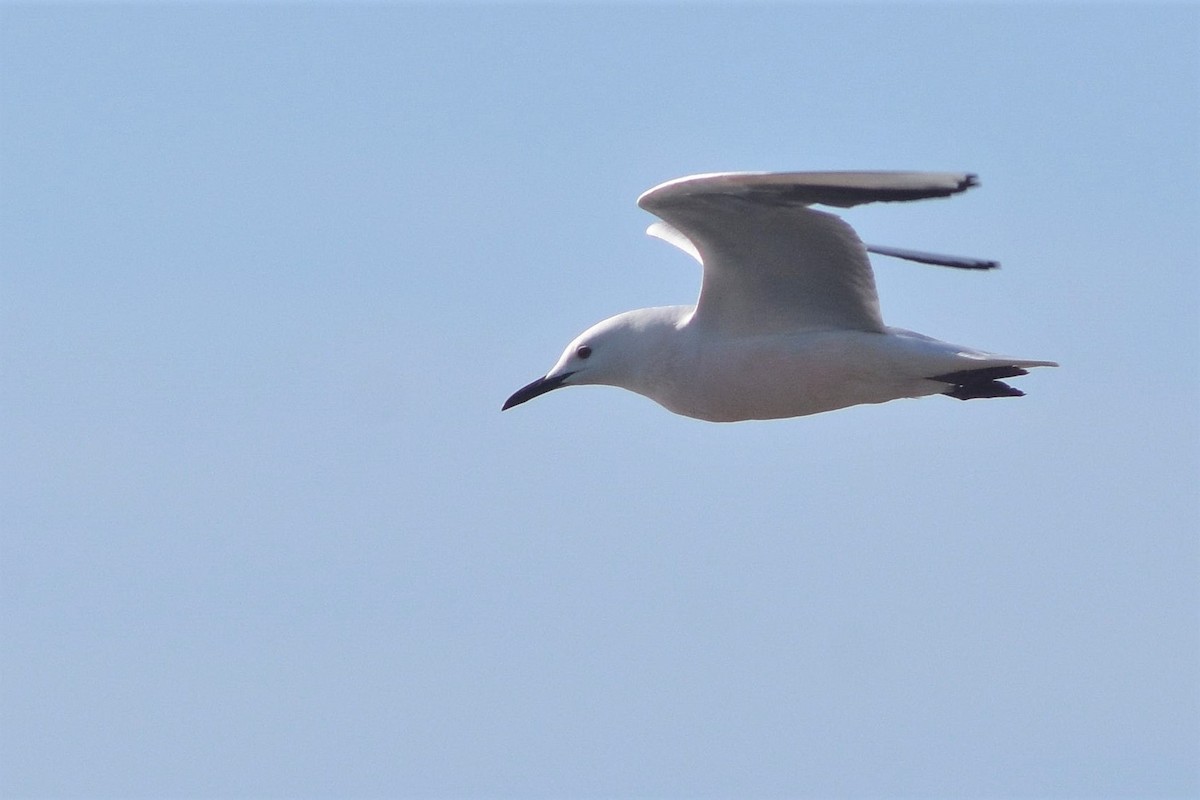 Slender-billed Gull - ML234129881