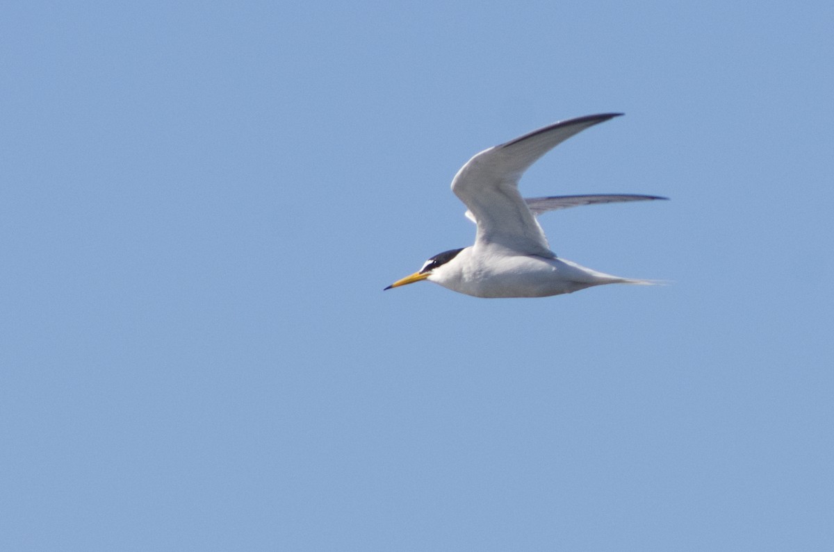 Little Tern - ML234129911