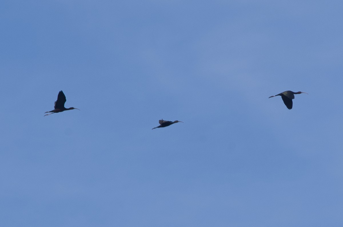 Glossy Ibis - ML234130241