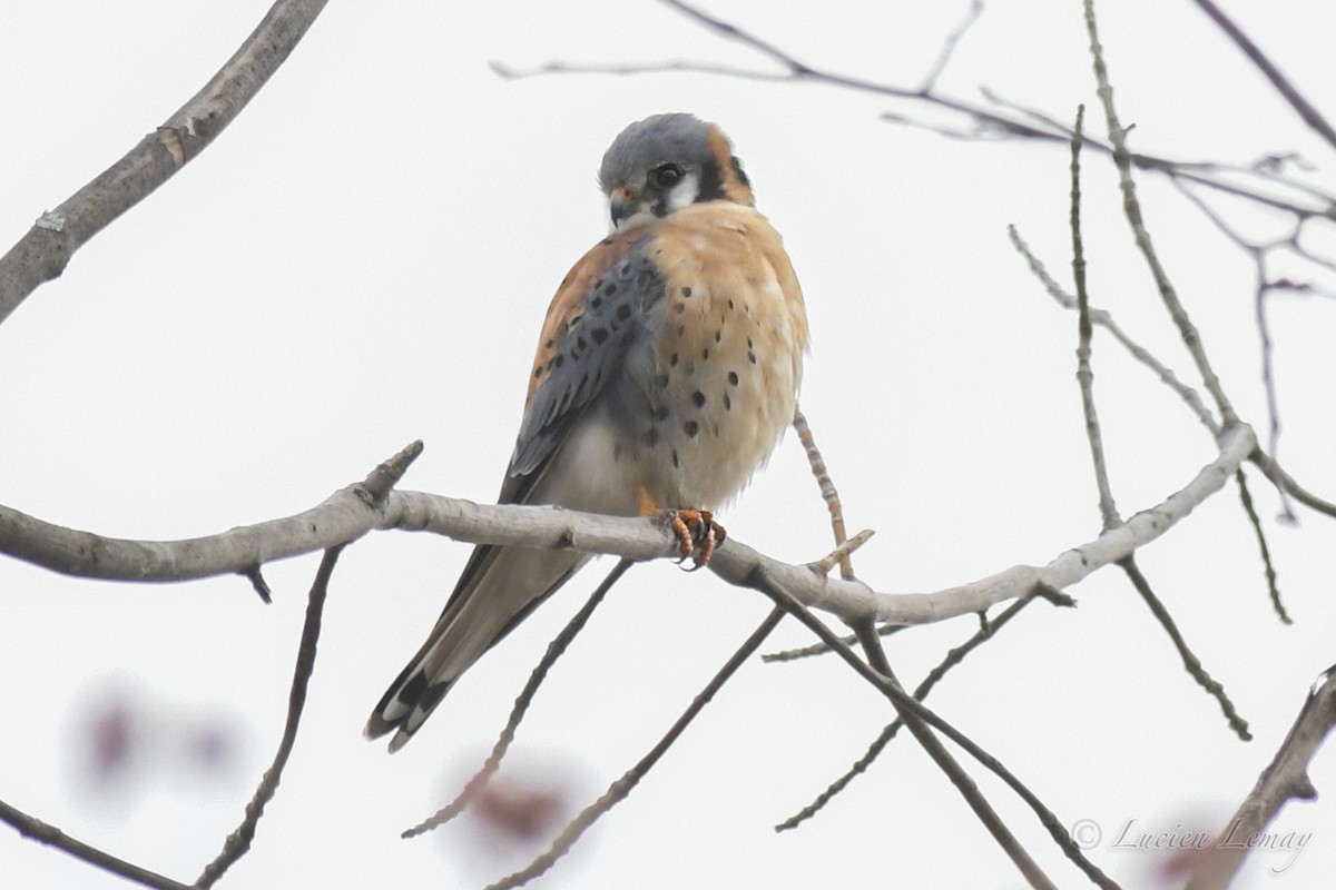 American Kestrel - ML234131741