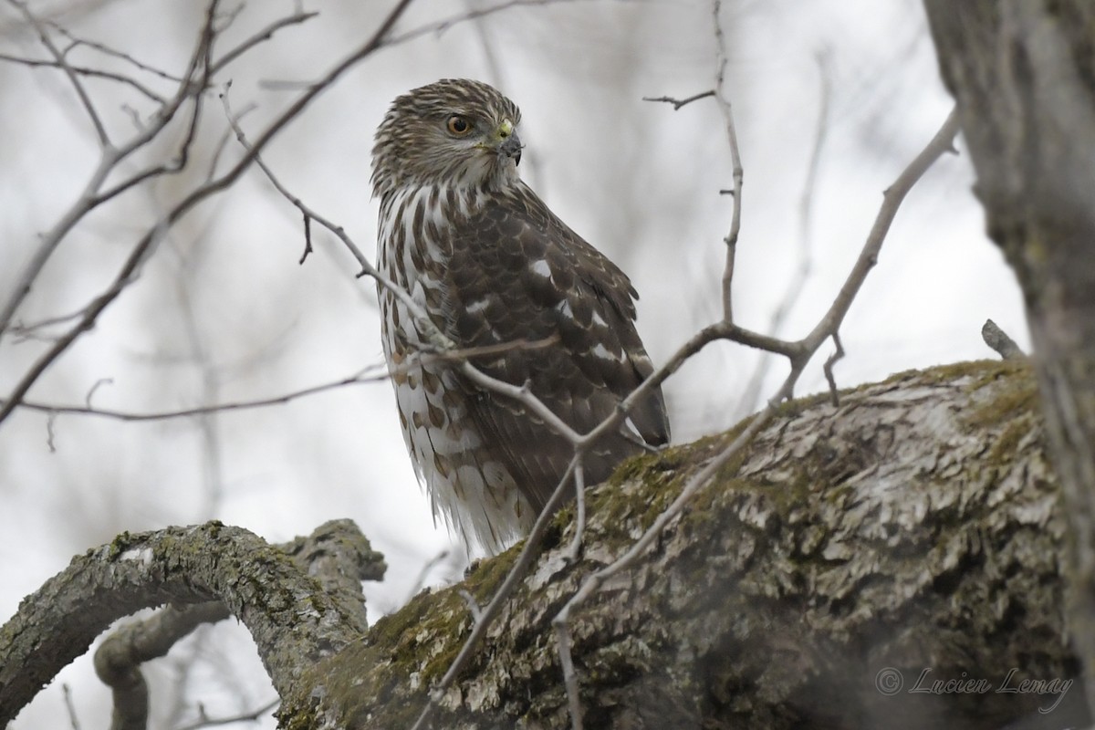 Cooper's Hawk - ML234132071