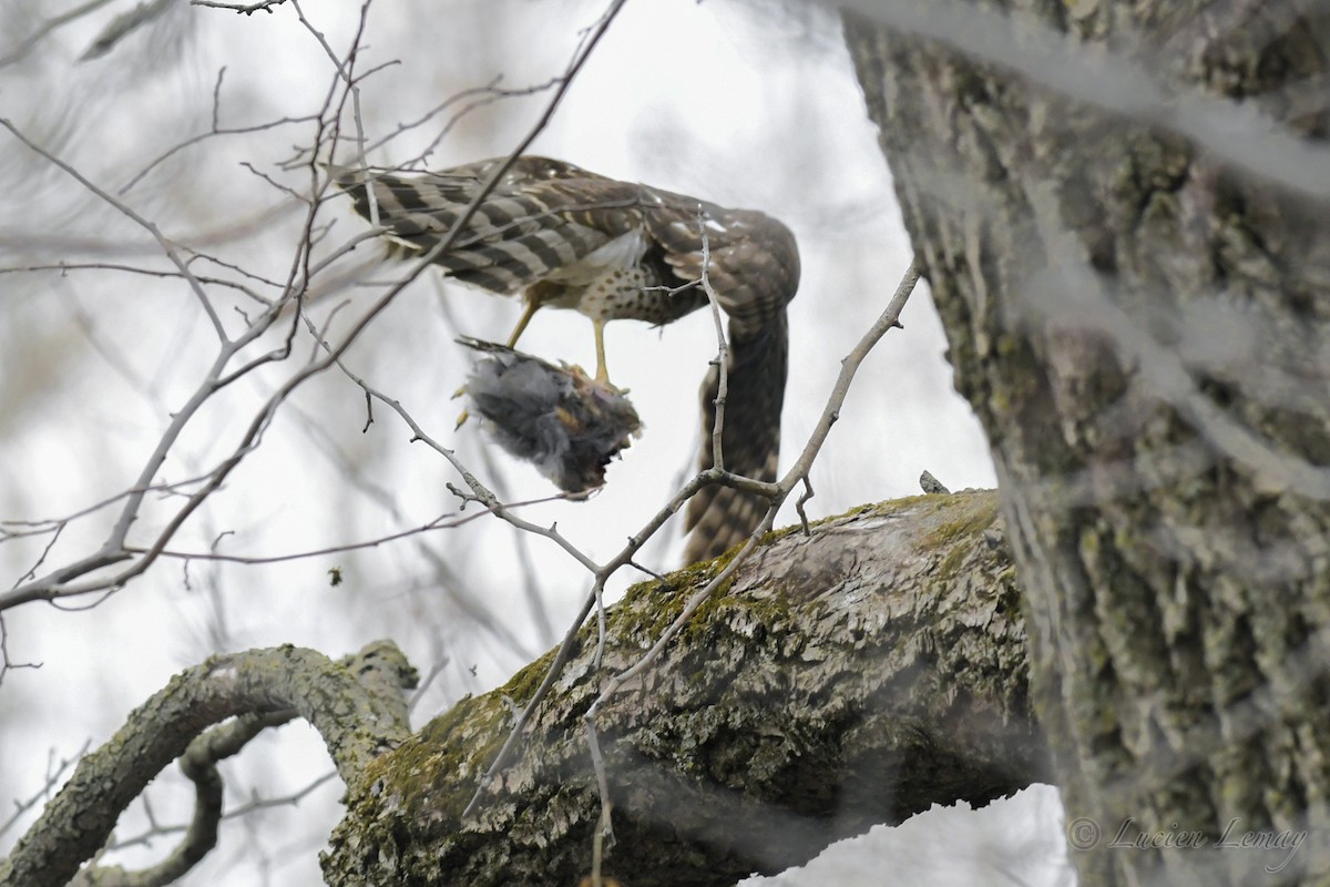 Cooper's Hawk - ML234132171