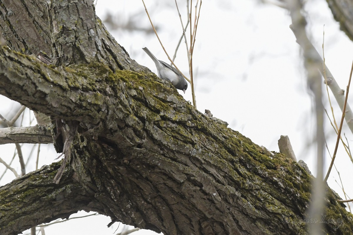 Dark-eyed Junco - ML234132381