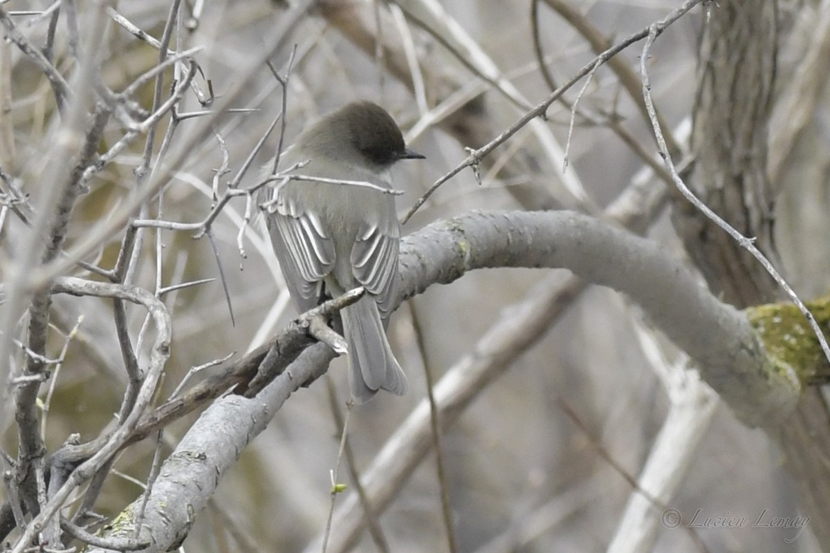 Eastern Phoebe - ML234132601