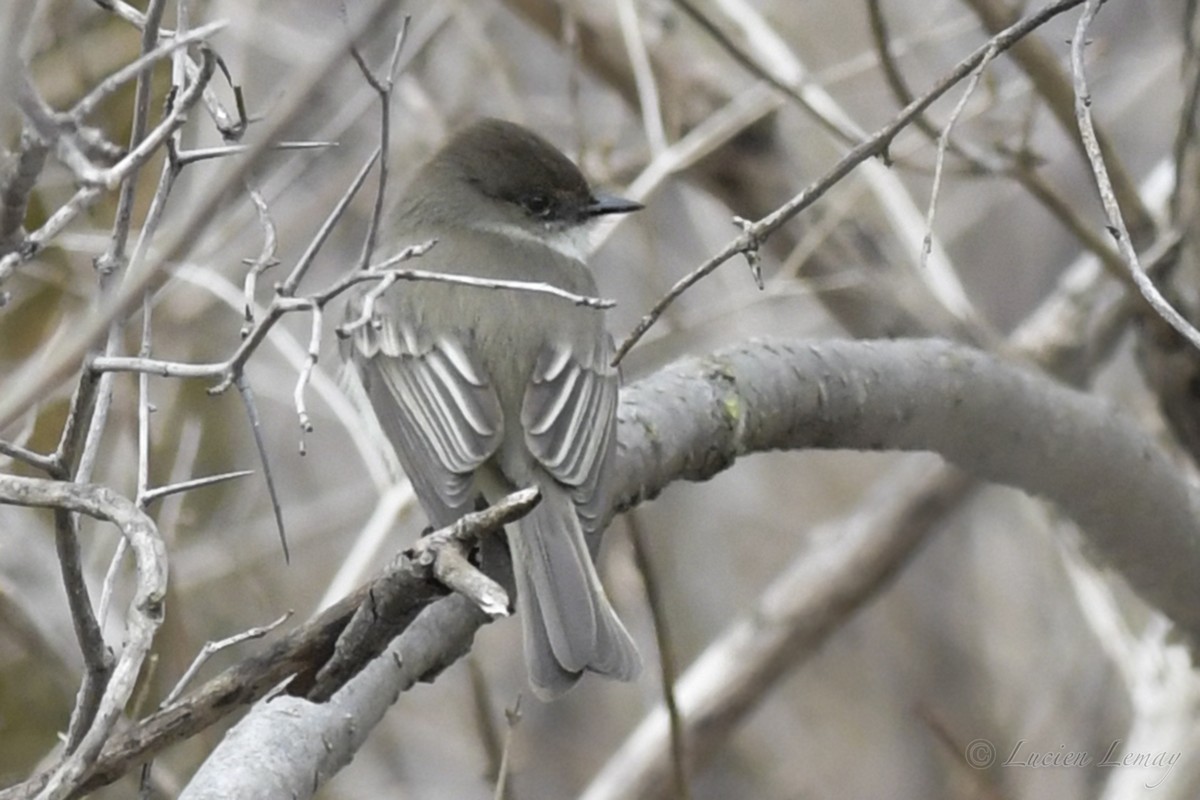 Eastern Phoebe - ML234132611