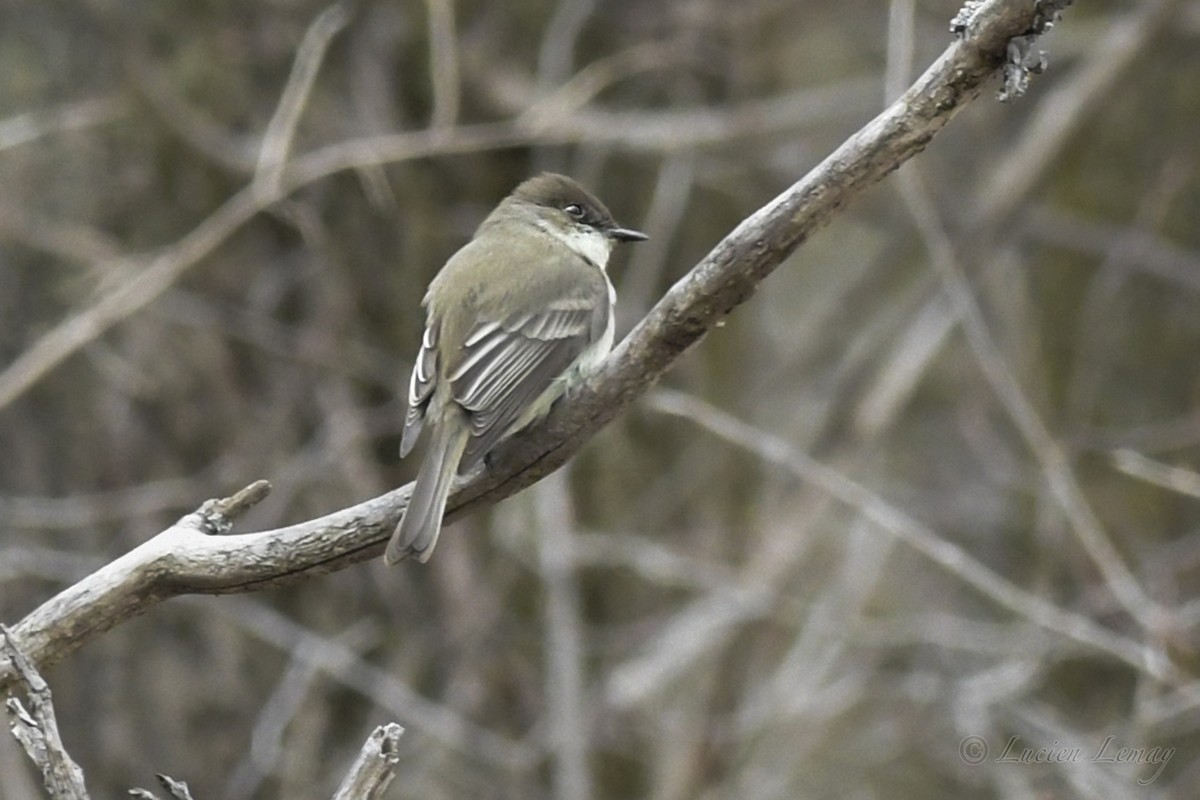 Eastern Phoebe - ML234132671