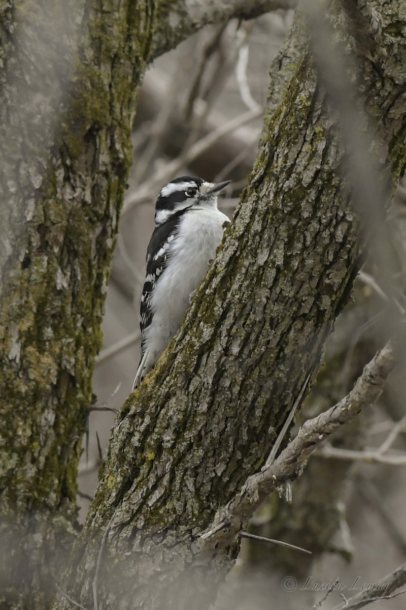 Downy Woodpecker - ML234132821