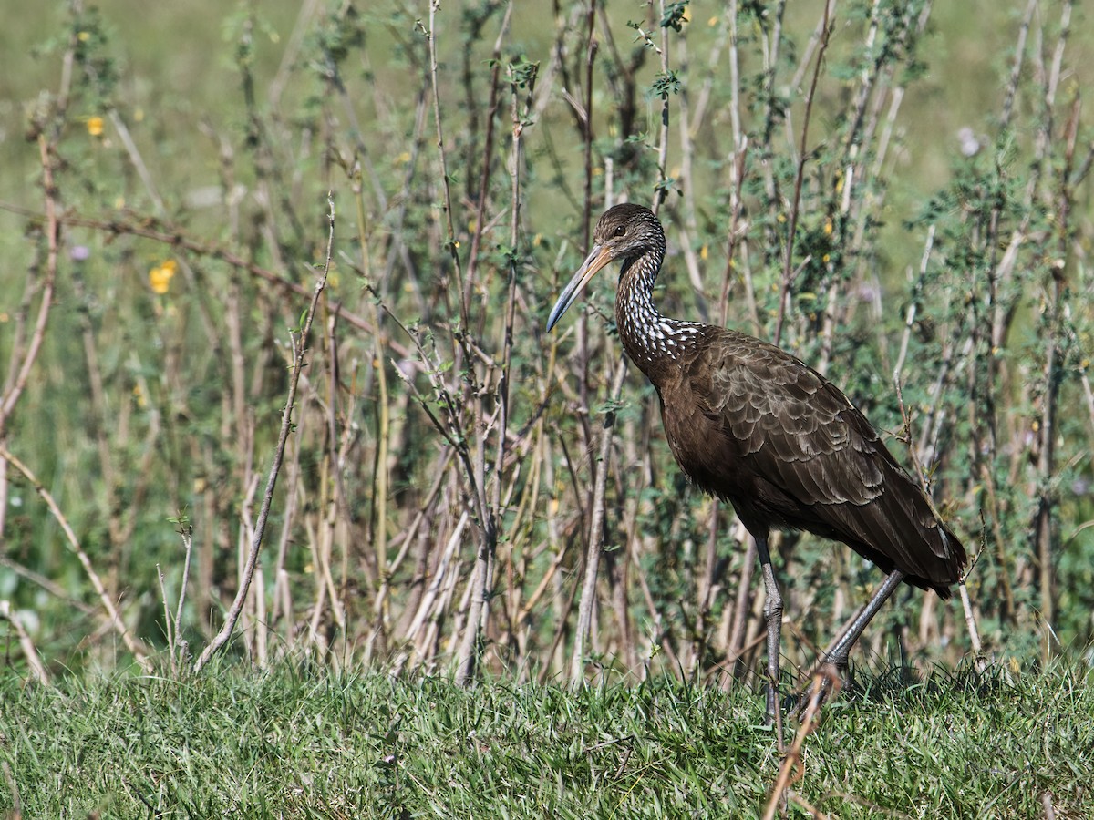 Limpkin - ML234132921