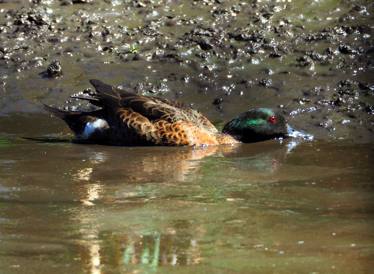 Chestnut Teal - ML234135051