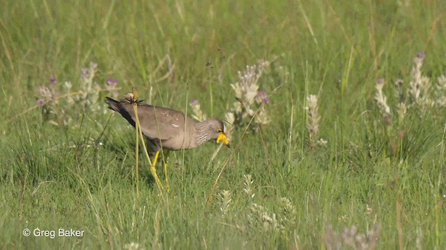 Wattled Lapwing - ML234136531