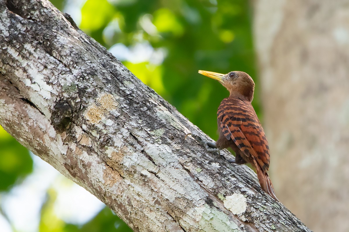 Bay Woodpecker - ML234137161