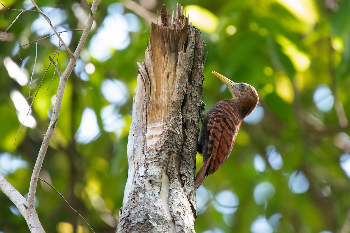 Bay Woodpecker - ML234137171