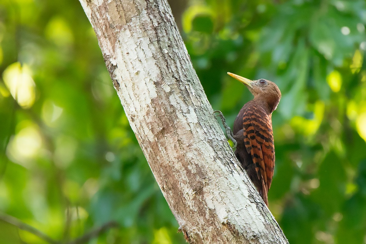 Bay Woodpecker - ML234137181
