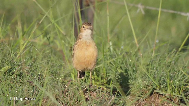 Dikenli Toygar [albofasciata grubu] - ML234137281