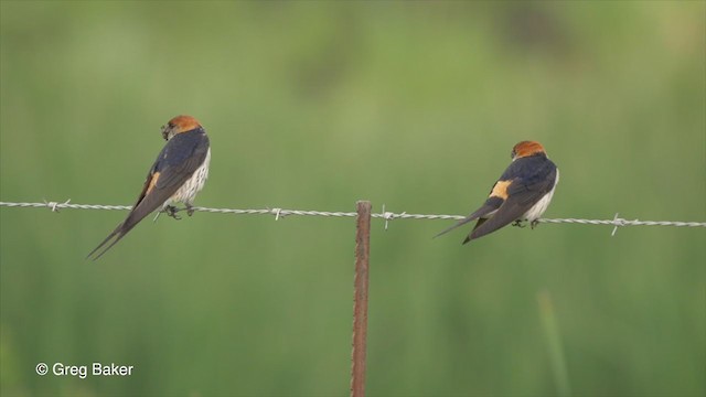 Golondrina Cabecirrufa - ML234137411