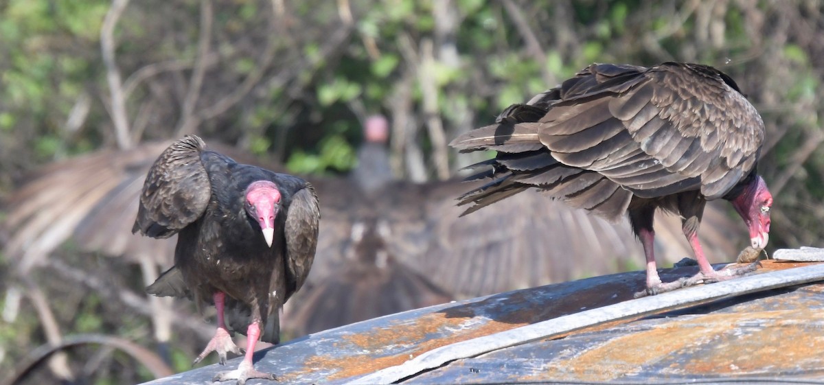 Turkey Vulture - ML234137831