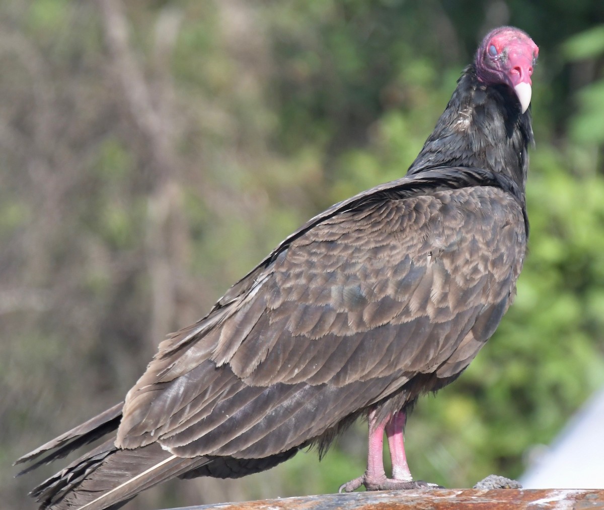 Turkey Vulture - ML234137841