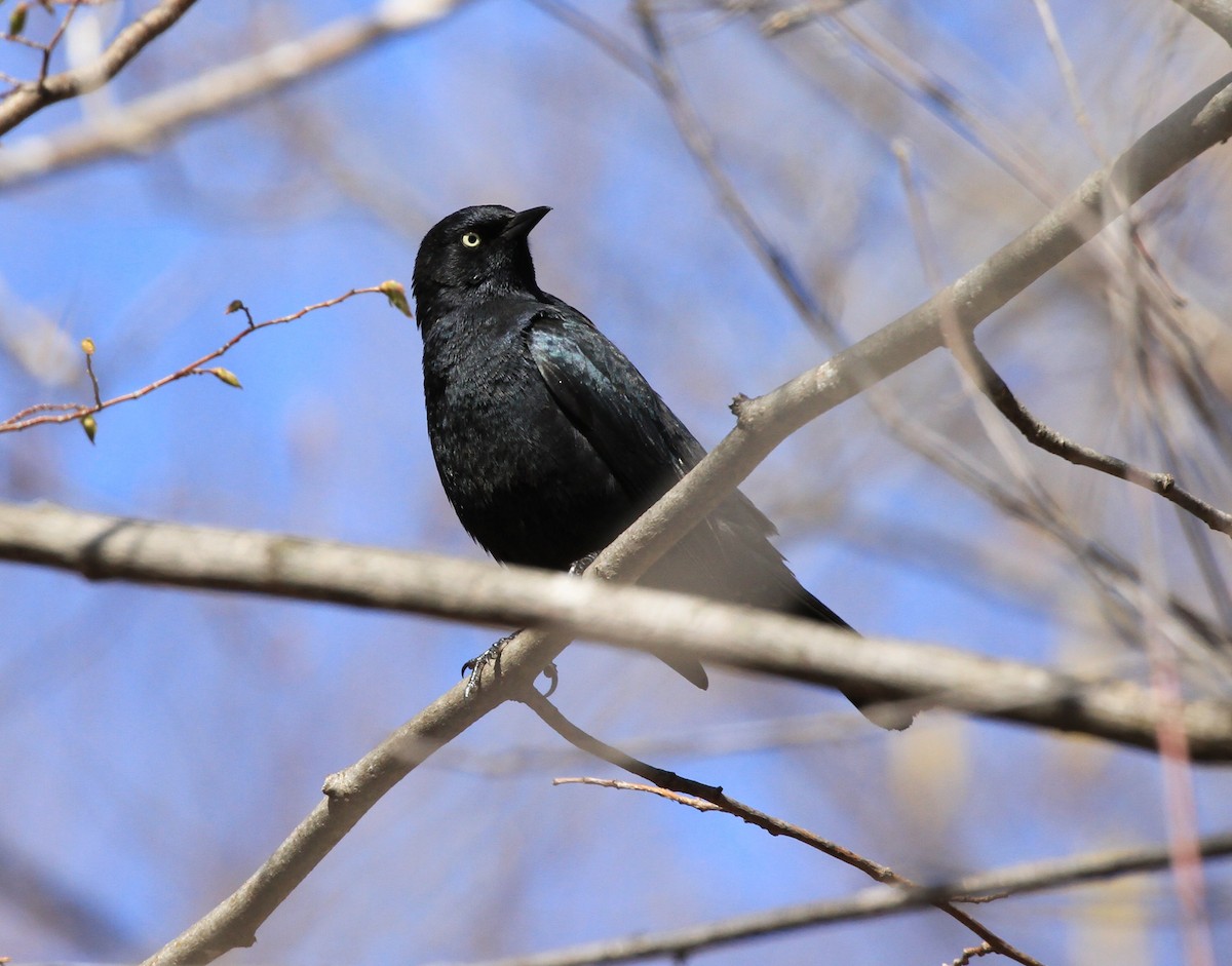 Rusty Blackbird - ML234138911